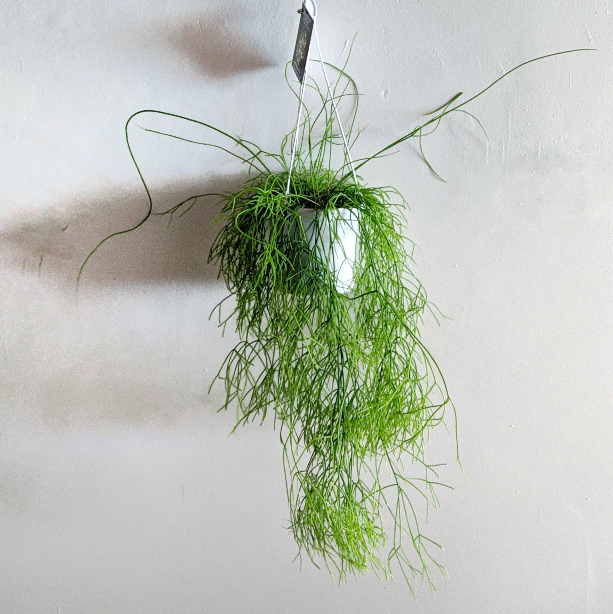 Rhipsalis campos-portoana - ADVANCED 13cm pot